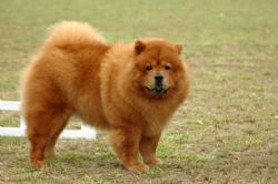 chow breed