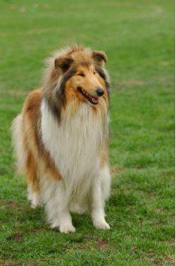 Dog Collie Breed