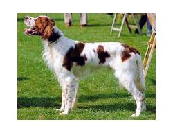 Red and White Setter