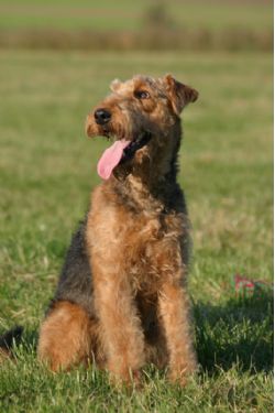 Airedale Terrier Cross