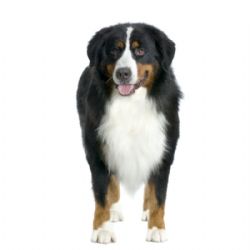 do bernese mountain dogs have dew claws