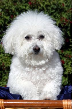 a small white poodle like dog with a silky loosely curling coat