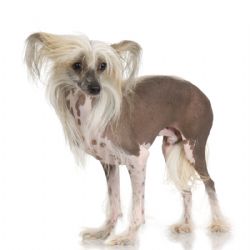 chinese crested puffball