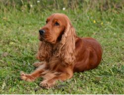 red english cocker spaniel puppies for sale