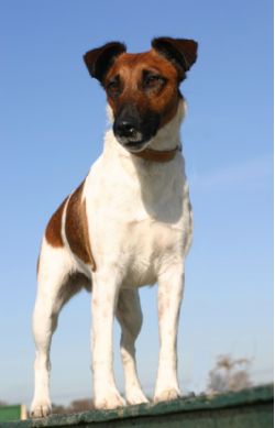 smooth coat fox terrier puppies for sale