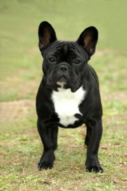 French Bulldog Breed Information & Pictures (Frenchie, Little Clown ...