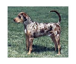 catahoula leopard dog for sale